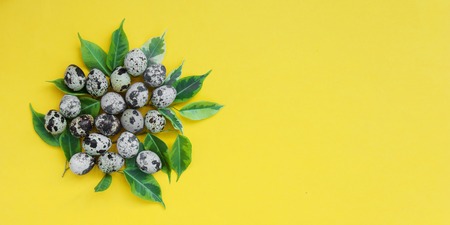 Easter quail eggs with green leaves on pastel yellow background with copy space for text. Flat lay, close up, top view, horizontal, web banner. Card concept.の写真素材
