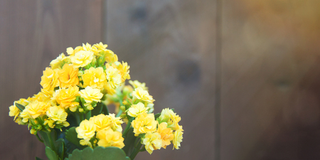 Colorful yellow flowers kalanchoe on rustic bokeh wooden background. Tropical, succulent flowering plant in the family Crassulaceae, native to Madagascar and tropical Africa. Front view, copy spaceの写真素材
