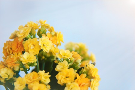 Colorful yellow flowers kalanchoe on bright background. Tropical, succulent flowering plant in the family Crassulaceae, mainly native to Madagascar and tropical Africa. Copy space, front viewの写真素材