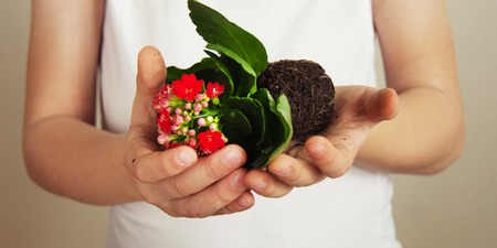 Spring blossoming red Kalanchoe with a clod of earth for planting in a pot in the children's hands of a child dressed in a white T-shirt. Front view, web bannerの写真素材