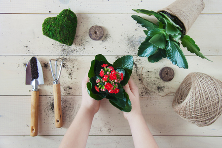 Planting spring blossoming red Kalanchoe with earth in the hands of a child with garden tools shovel and rake peat tablets heart with moss twine for tying pots against white boards. Top view flatlayの写真素材