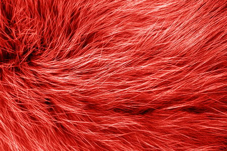 Polar arctic fox fur texture trendy color, closeup flatlayの写真素材
