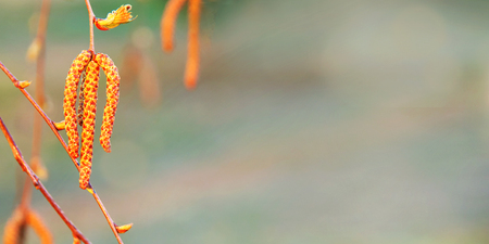 Macro shot of earrings on a birch in spring on a blurred background at the golden hour in the rays...