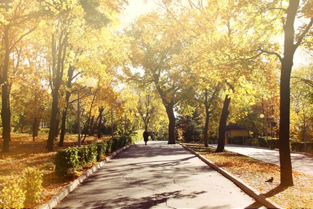 Walk through the magnific autumn park, leaf fall and sunlight. Front viewの写真素材