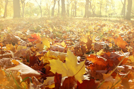 Golden autumn colorful maple leaves during leaf fall lying on the ground in the warm sunshine in park or forest. Nature panoramic background. Free copy space for template.の写真素材