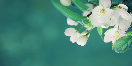 Beautiful white flowers of apple in spring in the garden for a stunning natural background, front view, web banner, copy space for text, template. Amazing emerald toning.の写真素材