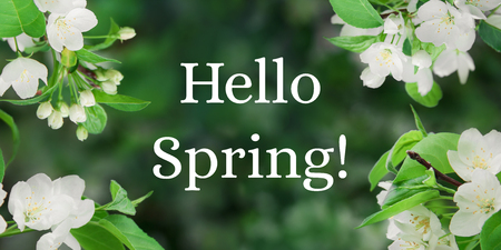 Beautiful white flowers of apple in spring in the garden for a stunning natural background, front view, web banner, template.の写真素材