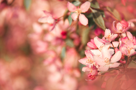 Pink cherry flowers on a lushly blooming branch in spring in sunset light with a blurred background. Perfect concept for postcards, amazing nature card. Copy space for text.の写真素材