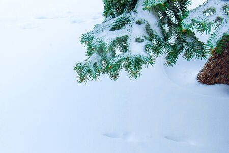 Branches of a beautiful forest spruce covered with fresh snowdrift under snowfall outdoor. Nature background or Christmas card concept. Copy space for text.の写真素材