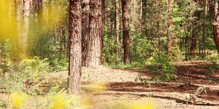 Pine trunks in the forest with golden sunlight, glade with yellow flowers. Concept of walking for...