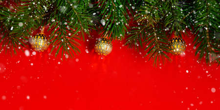 Christmas decoration background with fresh natural branches of Christmas tree spruce on red paper...