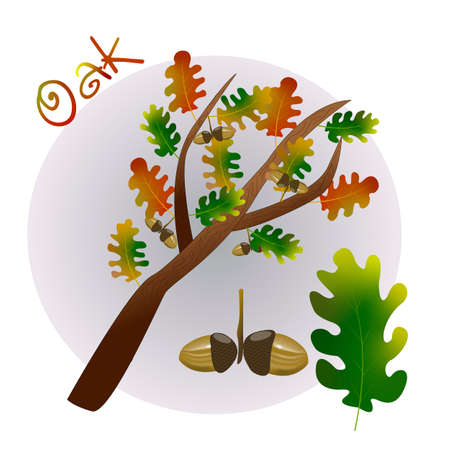 vector oak tree life cycle on white backgroundのイラスト素材