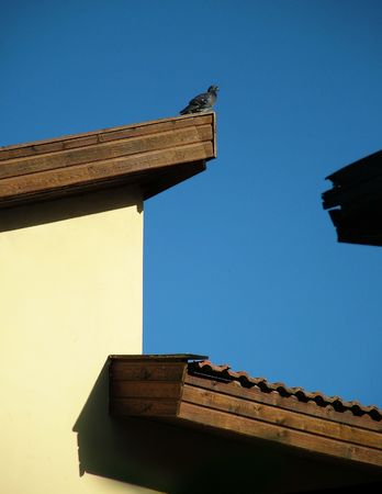 Pigeon on a  roofの写真素材