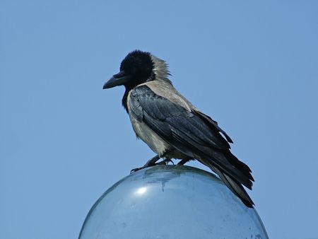Crow sitting on a ball