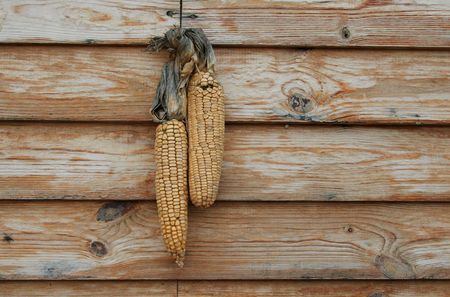  Autumn still life on wooden background consisting  an ear of maizeの写真素材