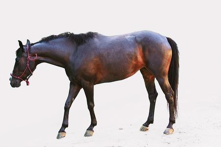 Horse imageの写真素材
