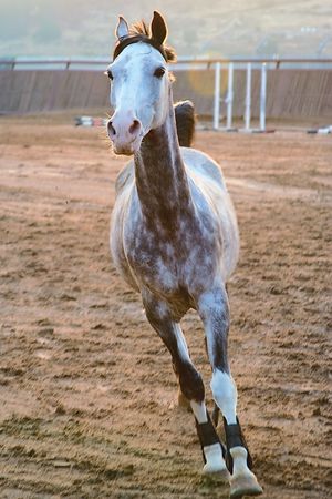 Horse imageの写真素材