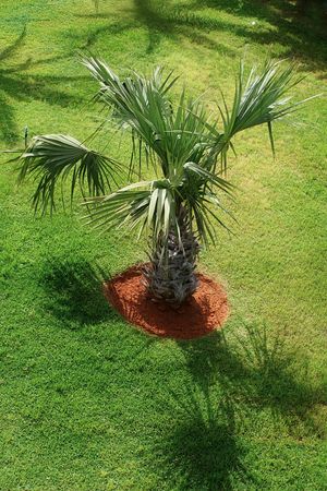 Palm treeの写真素材