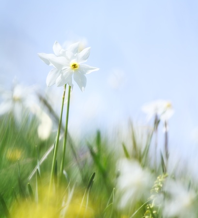 Close-up of wild narcissus growing in a green grassy meadowの写真素材