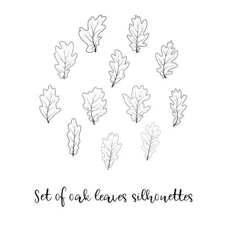 Set of oak leaves silhouettes. Isolated black contour illustrations on white background as a decoration, ornamentation, card, greeting card, invitation template, print, advertising or sale.のイラスト素材