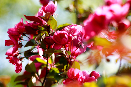 Crimson - pink petal. Branch apple blossoms. Blossoming orchard. Shallow depth of fieldの写真素材
