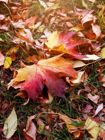 beautiful autumn leaves close-up.の写真素材