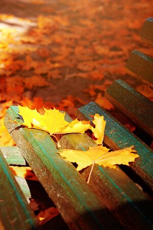 Green bench in a park in autumn.autumn leaves on benches close-upの写真素材