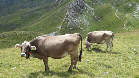 Two Alpine cowの写真素材