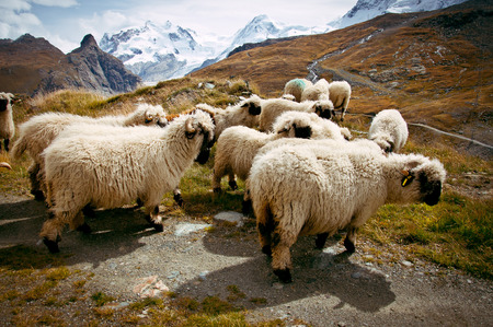 Flock of Blacknosed Swiss sheeps (Ovis aries), Swiss Alps, Switzerlandの写真素材