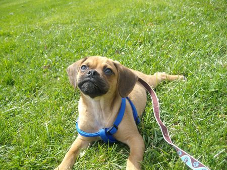 Puppy Prayerの写真素材