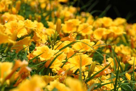 Summer Sunshineの写真素材
