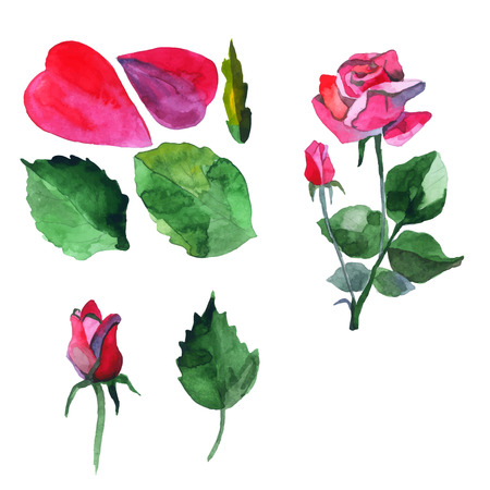 Vector floral set. Watercolor rosesのイラスト素材