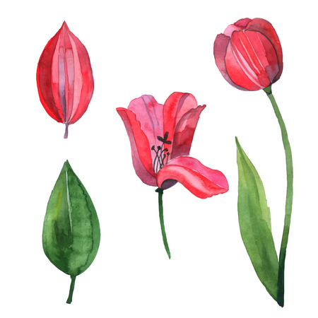 Watercolor vector set with red tulipのイラスト素材