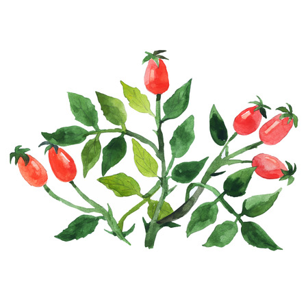 Watercolor hand drawn wild berries. Vector illustrationのイラスト素材