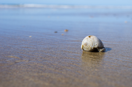 seashell on the beach sea sand sky and summer day