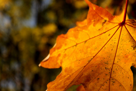 Autumn leafの写真素材