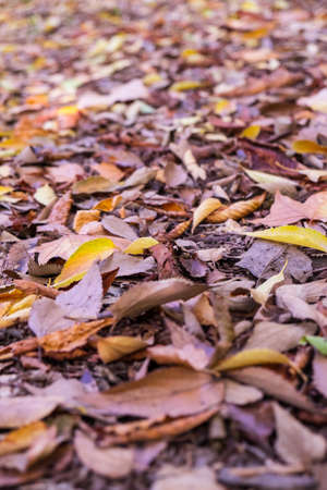Beautiful autumn brown leaves. Beautiful autumn leaves on a tree in the forest