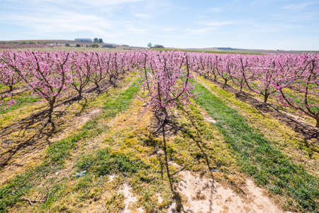 Rows of peach tree blooming in spring day in Lleida (Catalonia, Spain). There are a lot of a...