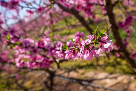 Rows of peach tree blooming in spring day in Lleida (Catalonia, Spain). There are a lot of a blooming fields in Aitona, Alcarras and Torres de Segre.の写真素材