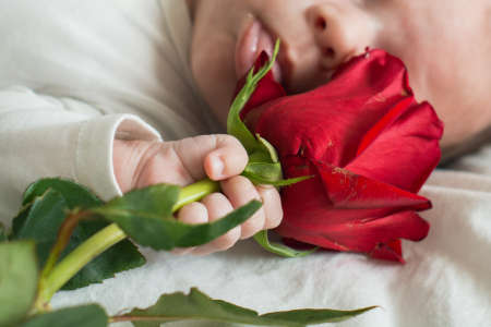 Baby holding a red rose to celebrate Sant Jordi day, the day of the book and the rose in Catalonia.の写真素材