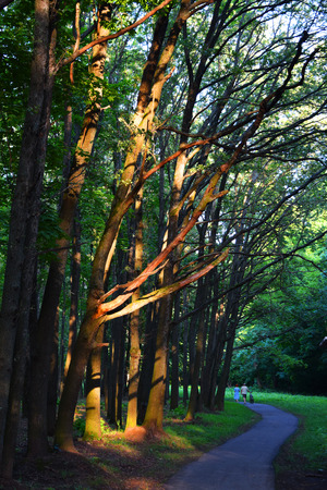In summer the park is walking distance couple man and woman. The man is in the hand bike.の写真素材