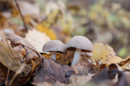 Poisonous mushrooms growing in the autumn forestの写真素材