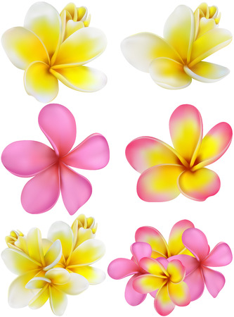 set of yellow and pink plumerias , may be used for a Woman\\\\のイラスト素材
