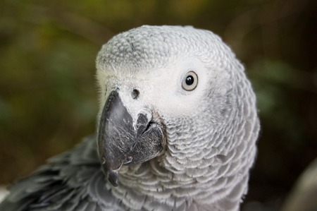grey parrot watching youの写真素材