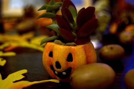 small pumpkin with plant in itの写真素材