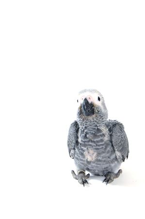 red tale parrot isolated on whiteの写真素材