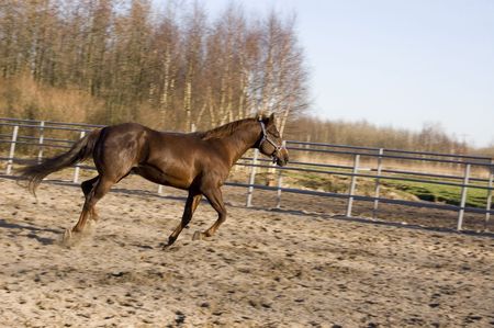 brown running horseの写真素材