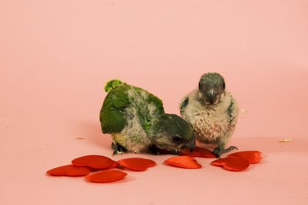 two new born green parrotsの写真素材