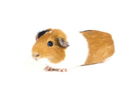 guinea pig against a white backgroundの写真素材