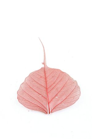 red leafの写真素材